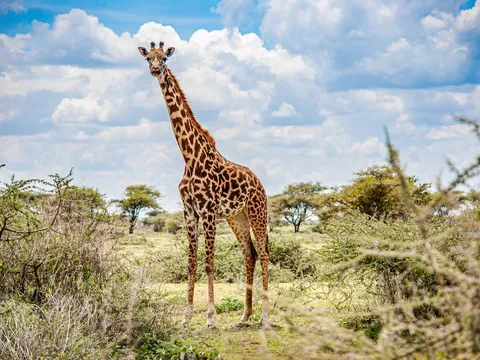 Highlights of Kenya Safari