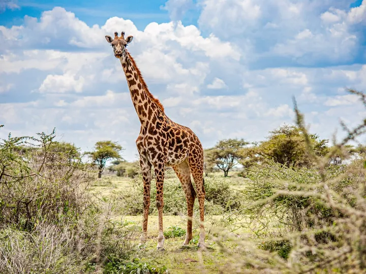 Highlights of Kenya Safari