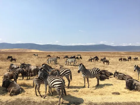 Highlights of Kenya Safari