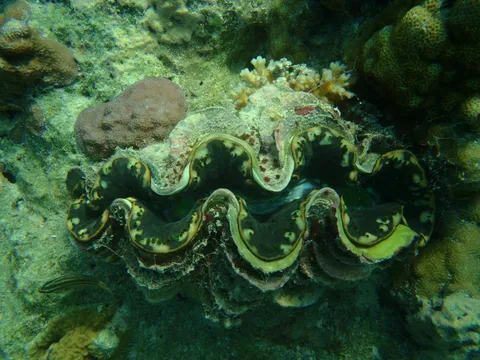 Islands of Lakshadweep