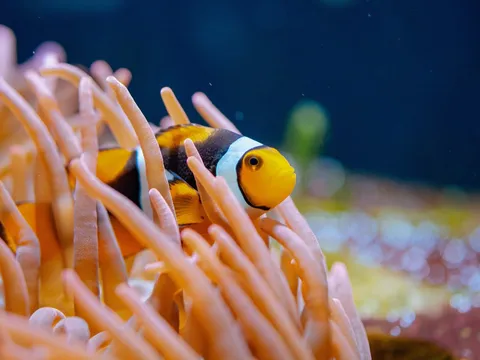 Pearl of Lakshadweep - Kavaratti