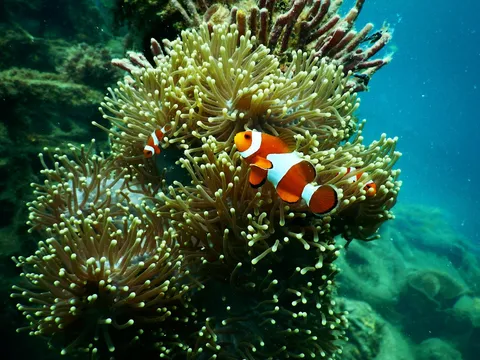 Lakshadweep - Samudram Sea Escape Cruise