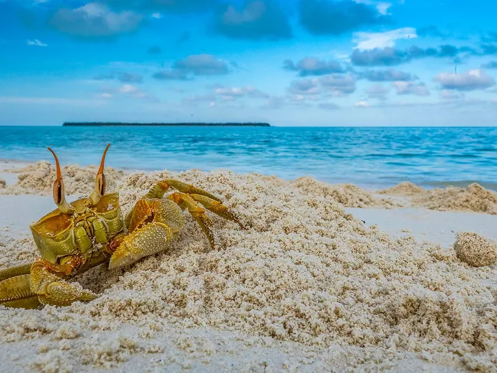 Lakshadweep with Island Excursion