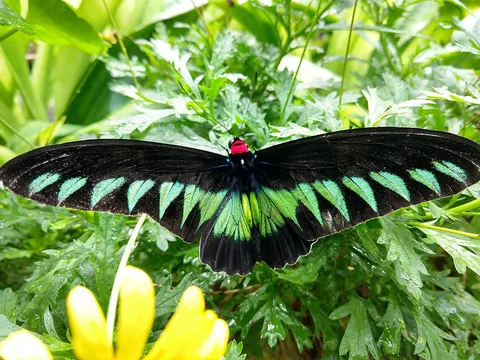 Majestic Malaysia Highlands Escape