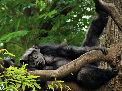 Bwindi Uncovered Gorillas and Hidden Heritage - 2N/3D days holiday package