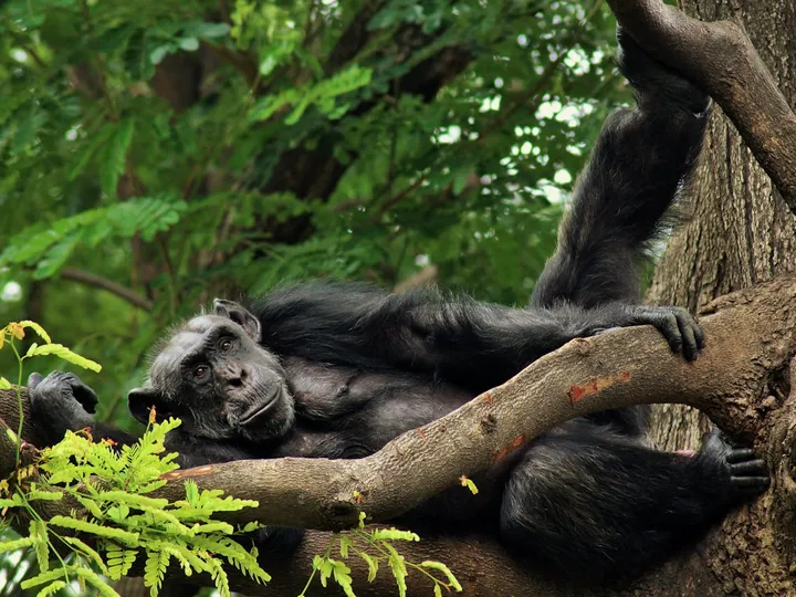 Bwindi Uncovered Gorillas and Hidden Heritage