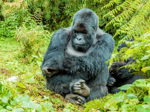 Bwindi Uncovered Gorillas and Hidden Heritage