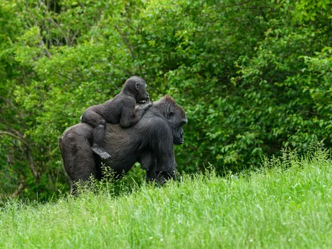 Bwindi Uncovered Gorillas and Hidden Heritage