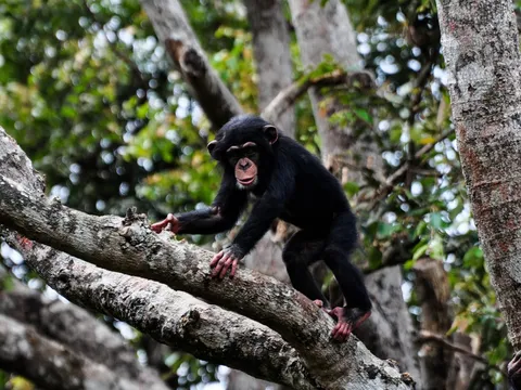Gorilla and Wildlife Safari Adventure - 4N/5D days holiday package