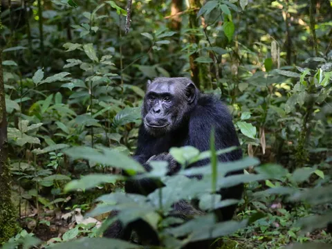Gorilla and Wildlife Safari Adventure