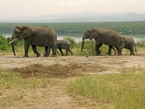 Gorilla and Wildlife Safari Adventure