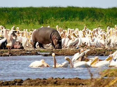 Journey Through Tanzania’s Wild Heart