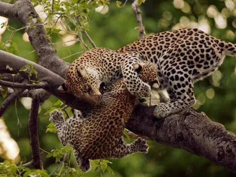 Journey Through Tanzania’s Wild Heart