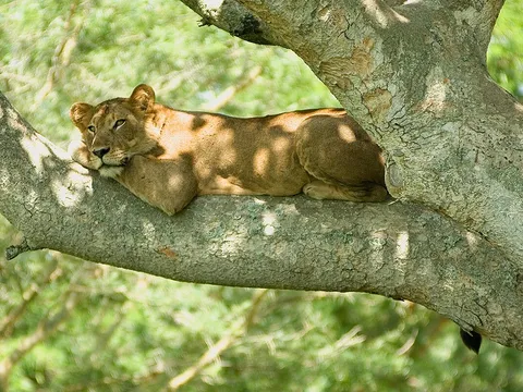 A 7-Day Classic Tanzania Journey - 6N/7D days holiday package