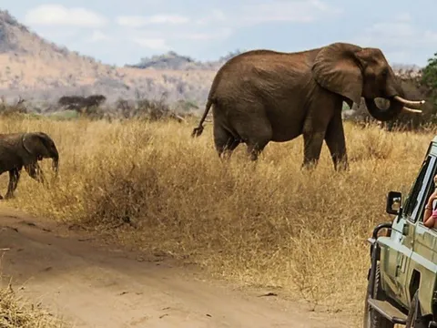 A 7-Day Classic Tanzania Journey