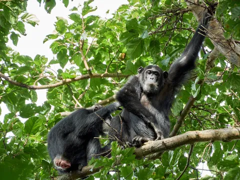 Uganda's Apex Adventure