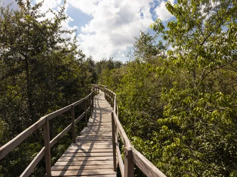 Mangrove Majesty of Eastern India