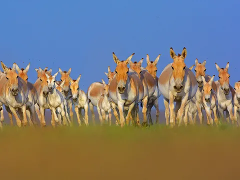 Birding and Wildlife Tour at Little Rann of Kutch