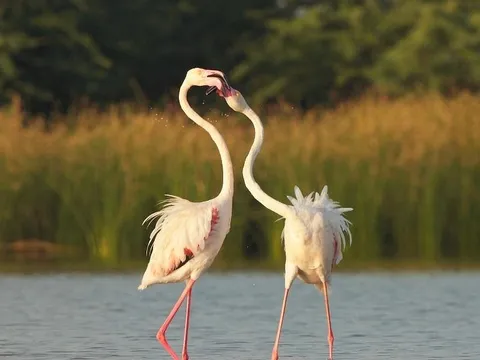 Birding and Wildlife Tour at Little Rann of Kutch - 4N/5D days holiday package