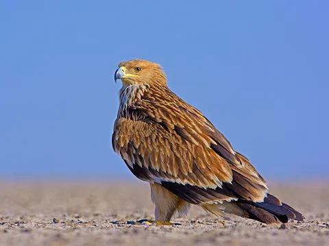 Birding and Wildlife Tour at Little Rann of Kutch