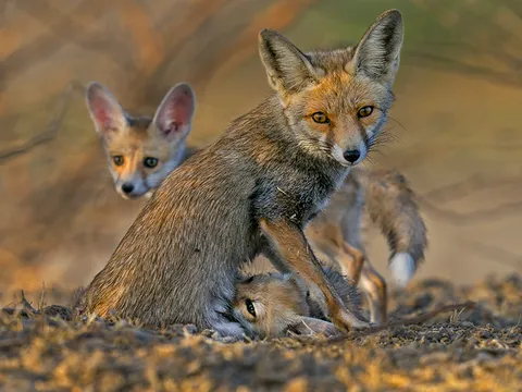 An Immersive Rann Experience