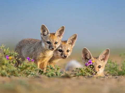 An Immersive Rann Experience