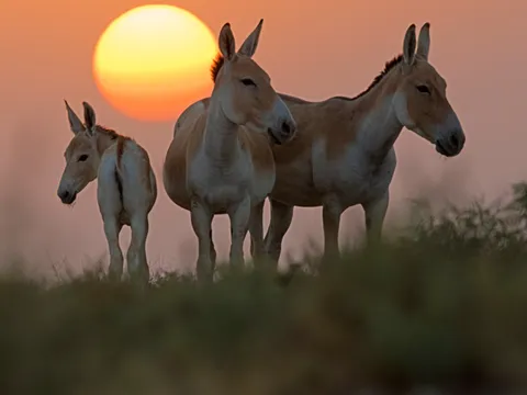 Rann Riders Safari and Culture