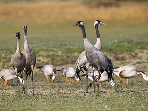 Rann Riders Safari and Culture
