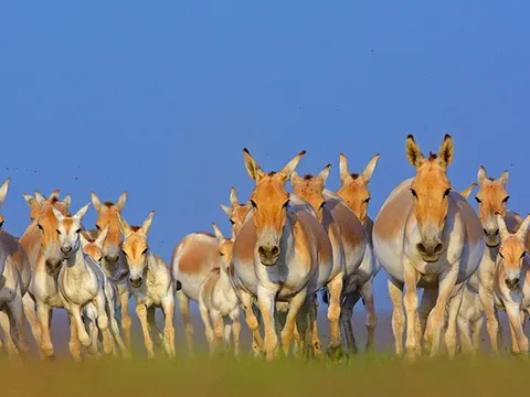 Rann Riders Safari and Culture - 2N/3D days holiday package