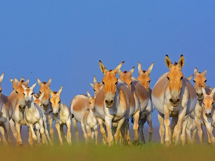 Rann Riders Safari and Culture