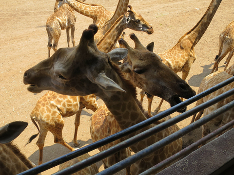 Escape to Thailand Tour