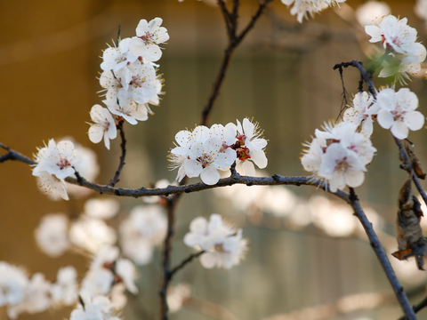 Apricot Blossom Season in Ladakh