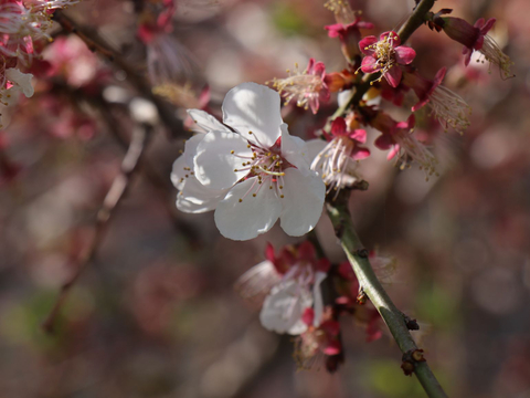 Apricot Blossom Season in Ladakh