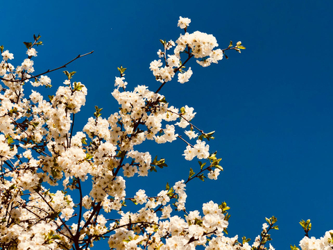 Apricot Blossom Season in Ladakh